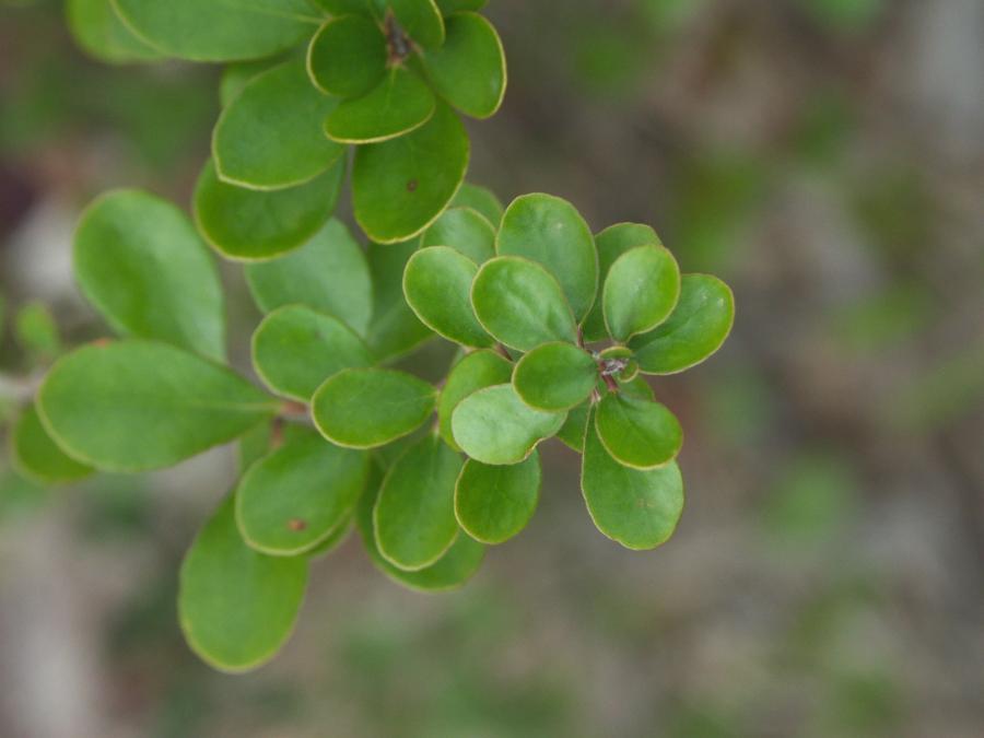 Feuillage de Pittosporum coccineum à l'état juvénile ©IAC - G. Gâteblé