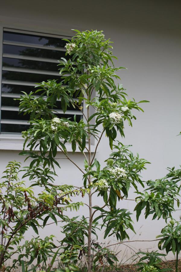 Plant de Pavetta opulina installée dans un massif ©IAC - G. Gâteblé