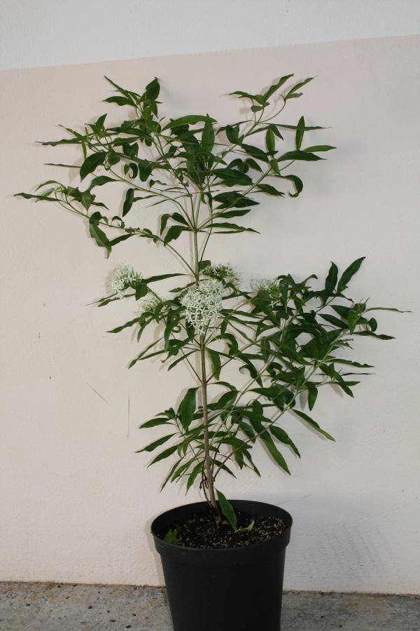 Plante en pot en floraison âgée de 11 mois ©IAC - G. Gâteblé