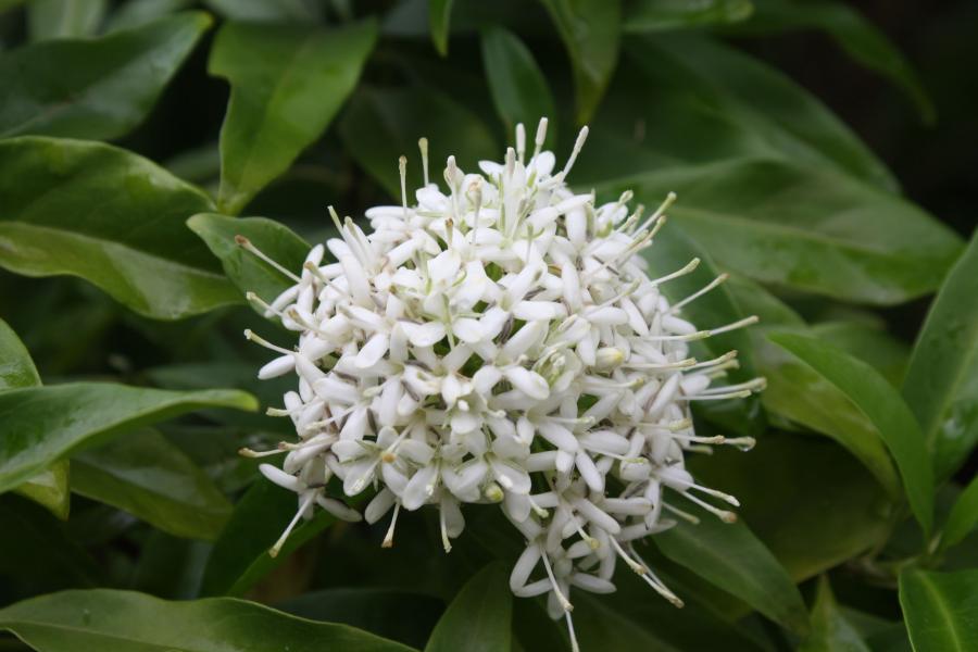 Détail de l'inflorescence de Pavetta opulina ©IAC - G. Gâteblé