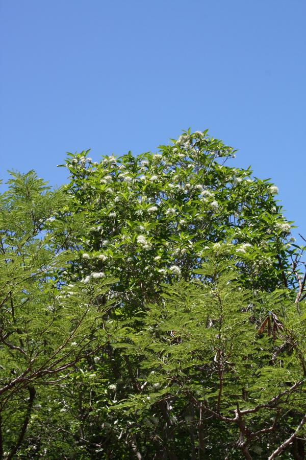 Pavetta opulina in situ ©IAC - G. Gâteblé