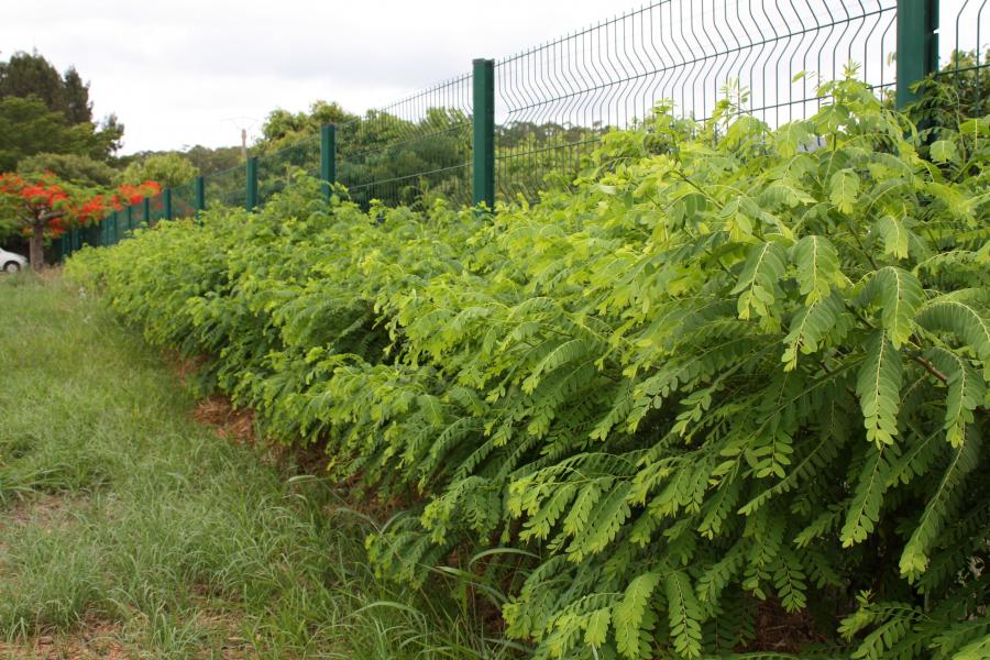 Vue d'ensemble de Phyllanthus deplanchei en aménagement ©IAC - G. Gâteblé