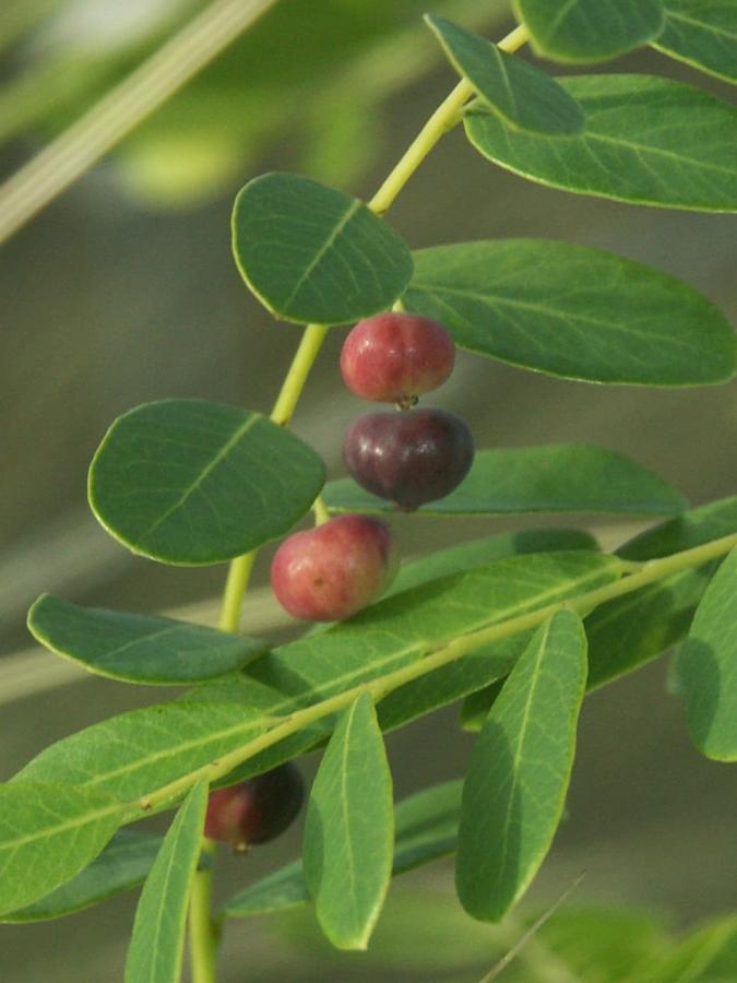 Détail de feuillage et fruits de Phyllanthus deplanchei ©IAC - G. Gâteblé