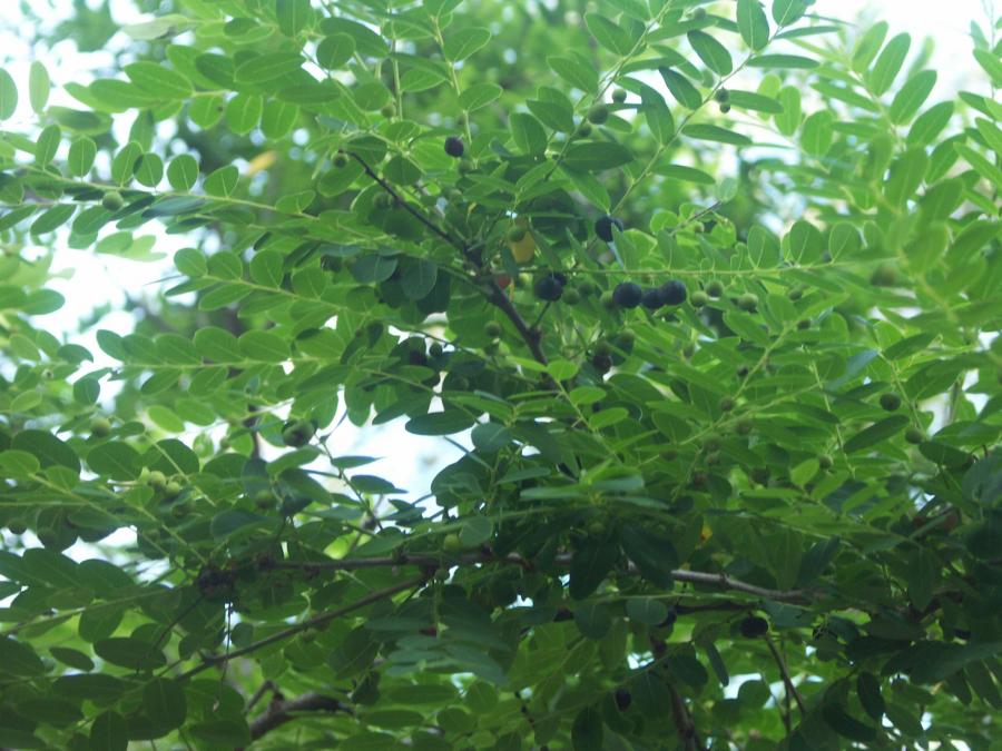 Détail du feuillage de Phyllanthus deplanchei ©IAC - G. Gâteblé