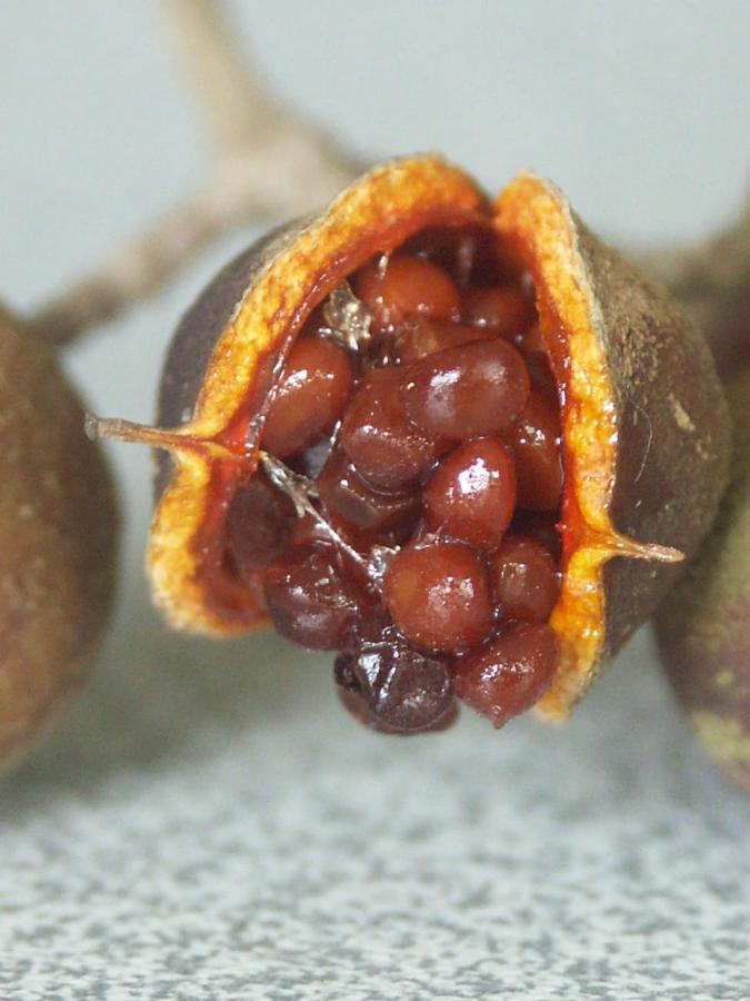 Détail du fruit de Pittosporum coccineum ©IAC - G. Gâteblé