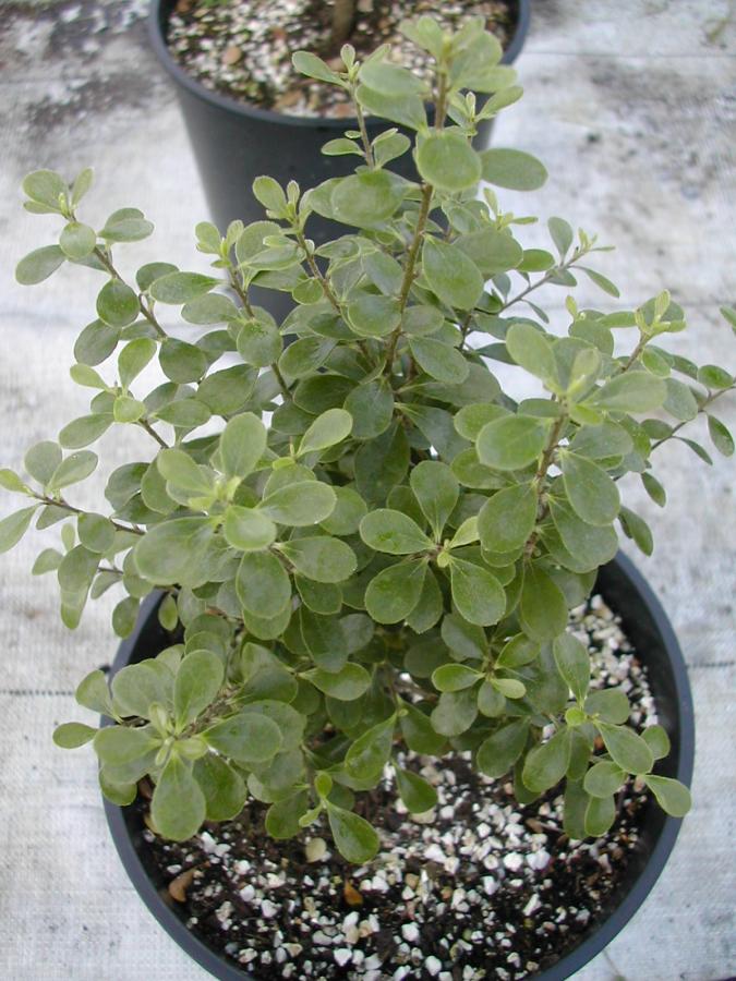 Plante en pot âgée de 5 mois ©IAC - G. Gâteblé