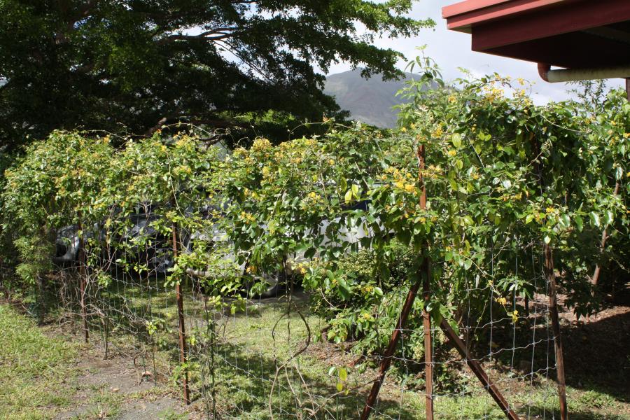 Vue d'ensemble de Stigmaphyllon discolor sur grillage de plantes âgées de 18 mois ©IAC - G. Gâteblé