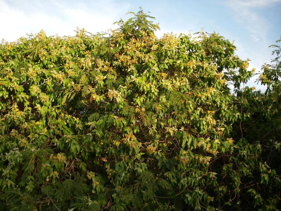 Vue d'ensemble de Stigmaphyllon discolor in situ ©IAC - G. Gâteblé