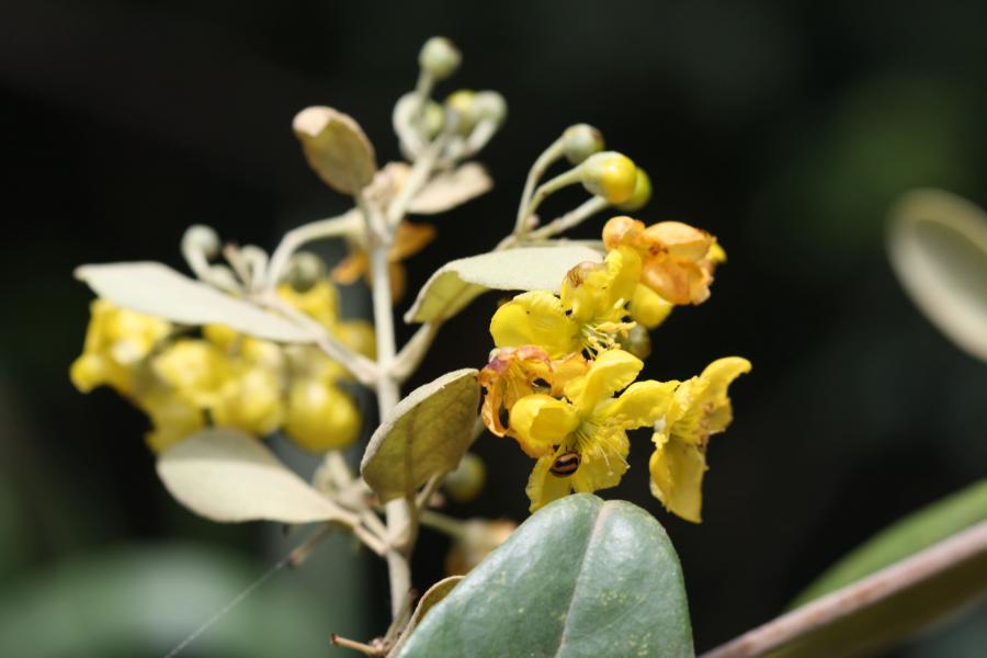 Détail des fleurs de Stigmaphyllon discolor ©IAC - G. Gâteblé