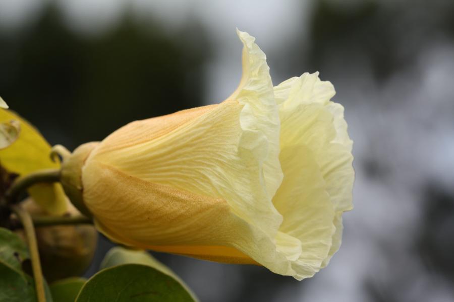 Détail de la fleur de Thespesia populnea ©IAC - G. Gâteblé