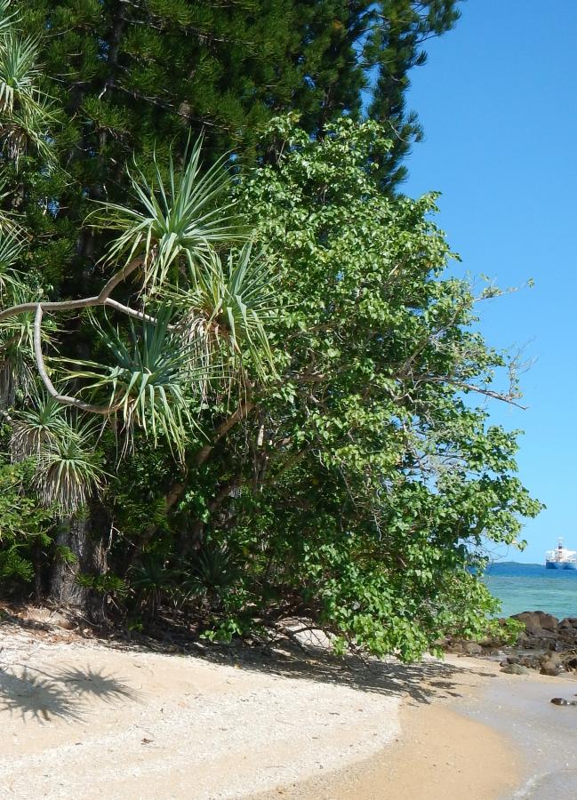 Vue d'ensemble de Thespesia populnea in situ ©IAC - G. Gâteblé