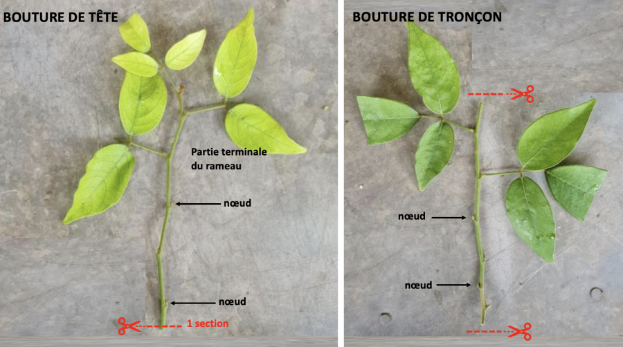 Boutures de tête et de tronçon ©IAC - C. Do