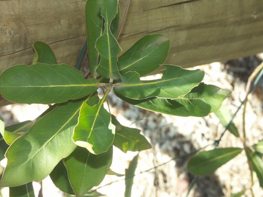 Dégâts des chenilles sur les feuilles d'Oxera neriifolia subsp. neriifolia ©IAC - G. Gâteblé