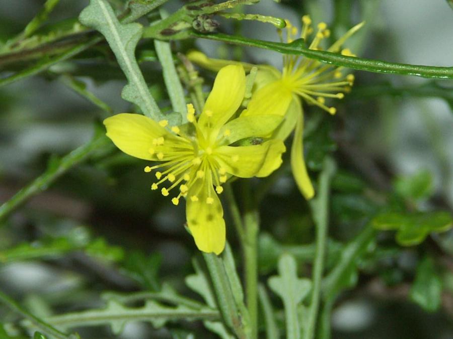 Détail de la fleur de Corchorus neocaledonicus ©IAC - G. Gâteblé