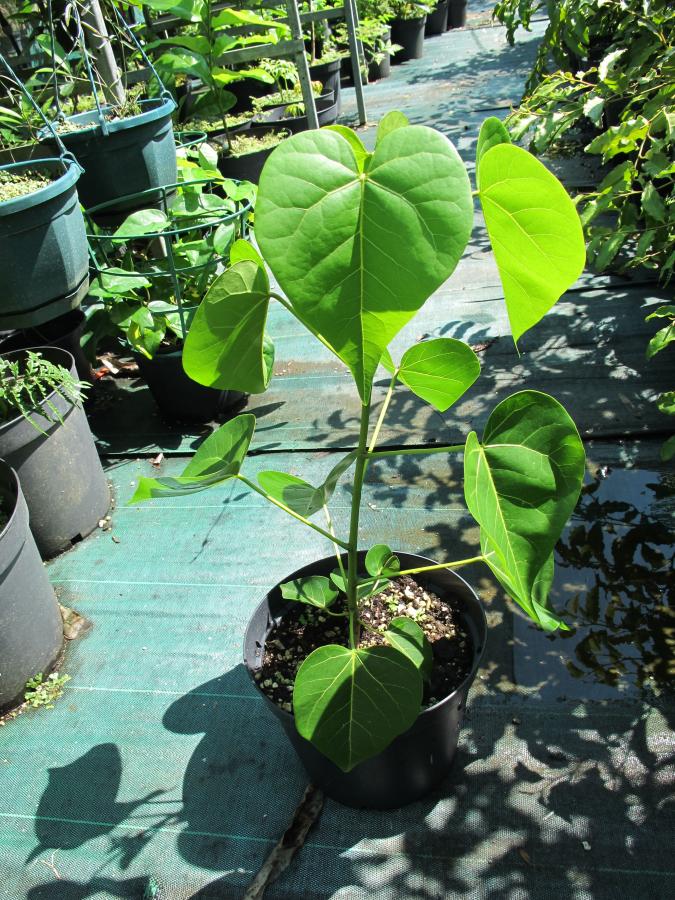 Jeune plant de Thespesia populnea en pot âgé de 6 mois ©IAC - G. Gâteblé