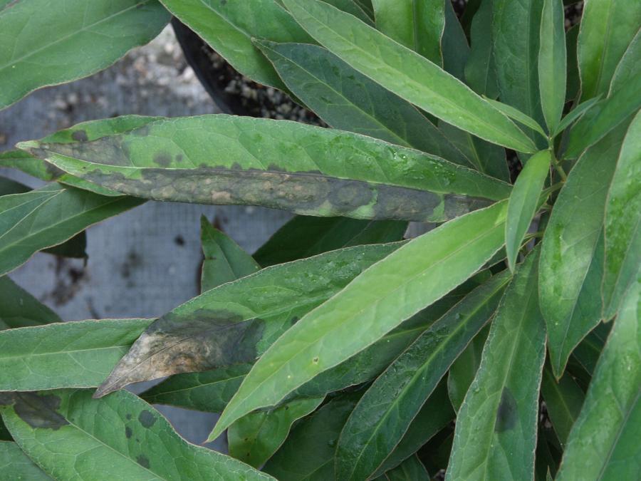 Taches nécrotiques sur des feuilles d'Oxera sulfurea ©IAC - G. Gâteblé
