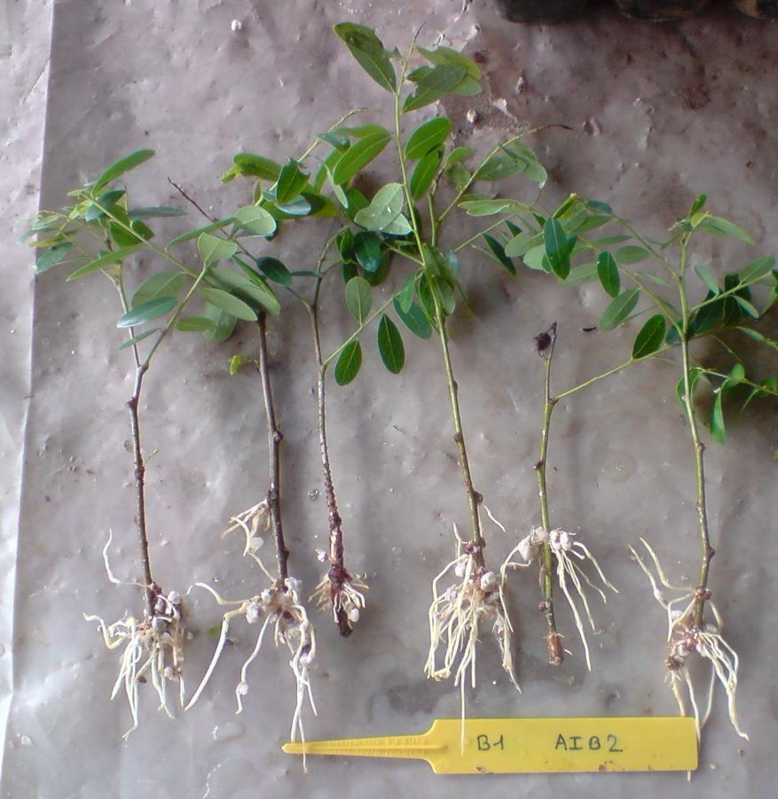 Boutures de Phyllanthus deplanchei âgées de 1 mois ©IAC - G. Gâteblé