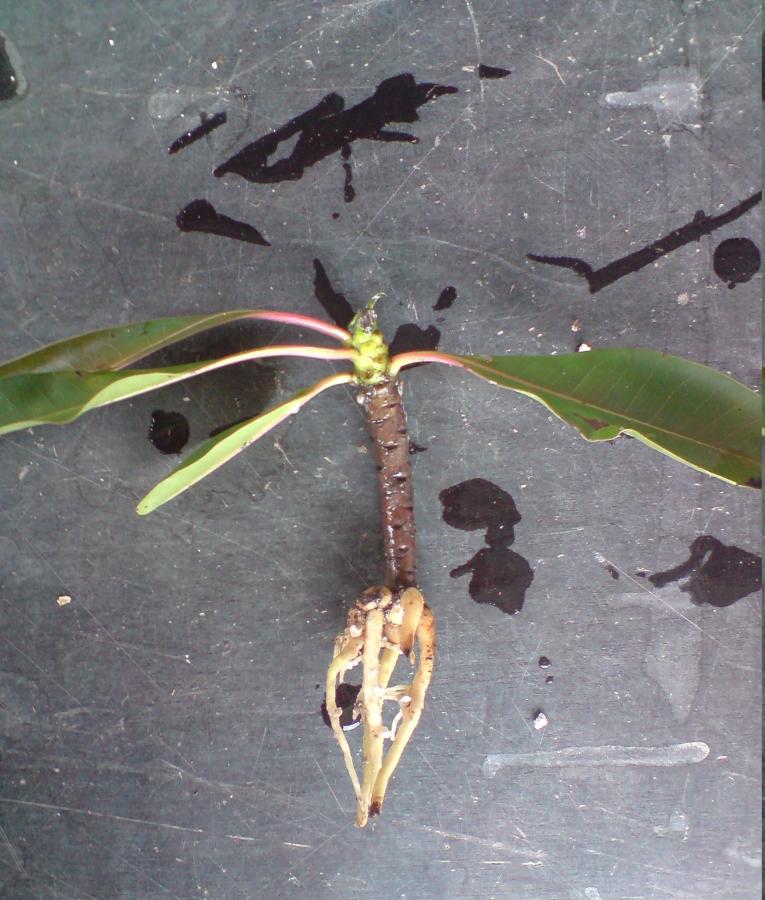 Bouture de Cerbera manghas âgée de 3 mois ©IAC - G. Gâteblé