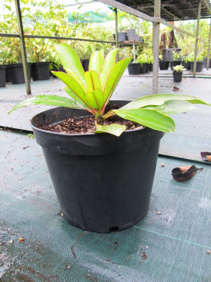 Jeune plante de Cerbera manghas âgée de 5 mois ©IAC - G. Gâteblé