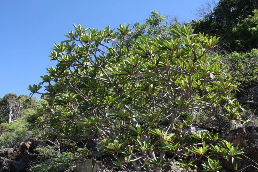 Vue d'ensemble de Cerbera manghas in situ ©IAC - G. Gâteblé
