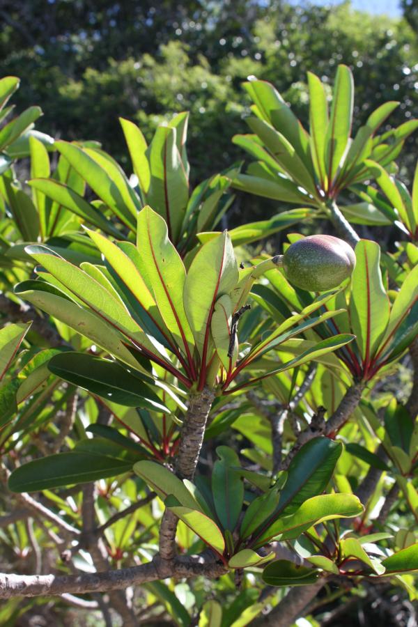 Détail du feuillage et du fruit de Cerbera manghas ©IAC - G. Gâteblé