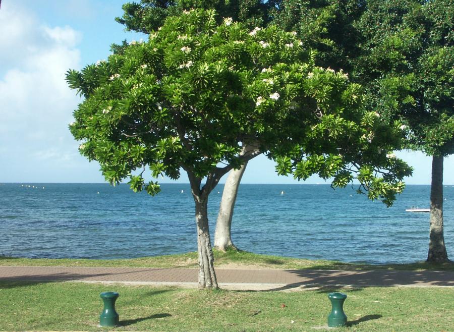 Vue d'ensemble de Cerbera manghas en aménagement (Anse Vata) ©IAC - G. Gâteblé