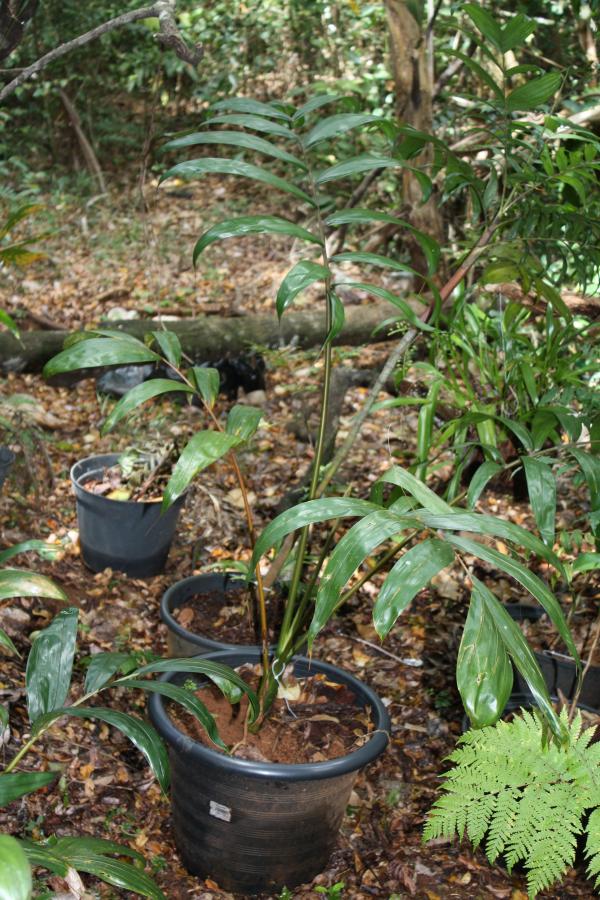 Jeune plant de Cahmbeyronia macrocarpa en pot ©IAC - G. Gâteblé