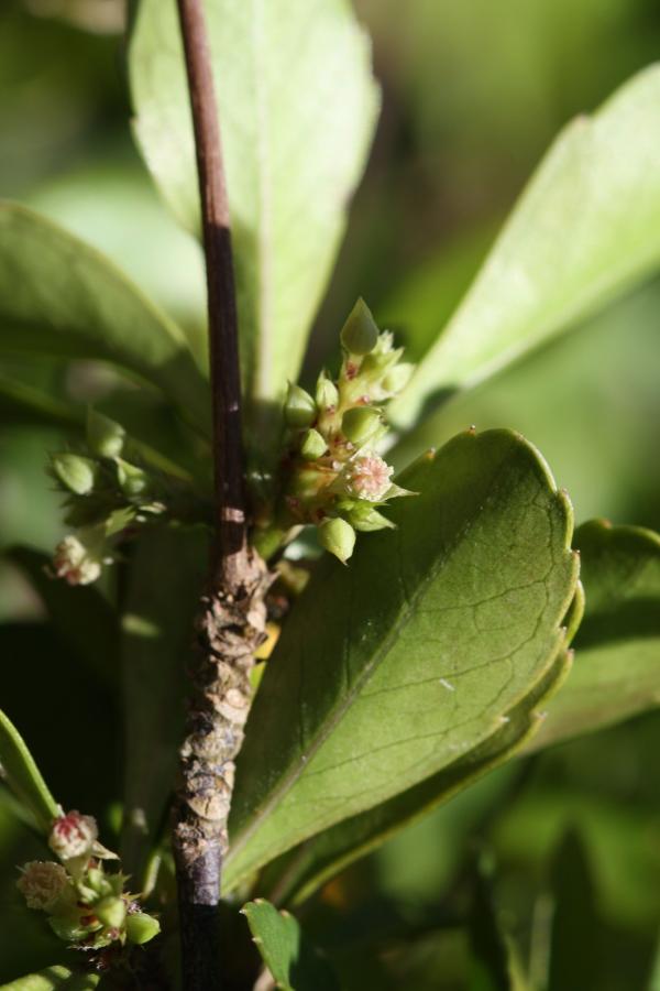 Inflorescence de Cleidion verticillatum ©IAC - G. Gâteblé