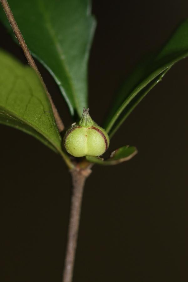 Détail du fruit de Cleidion verticillatum ©IAC - G. Gâteblé