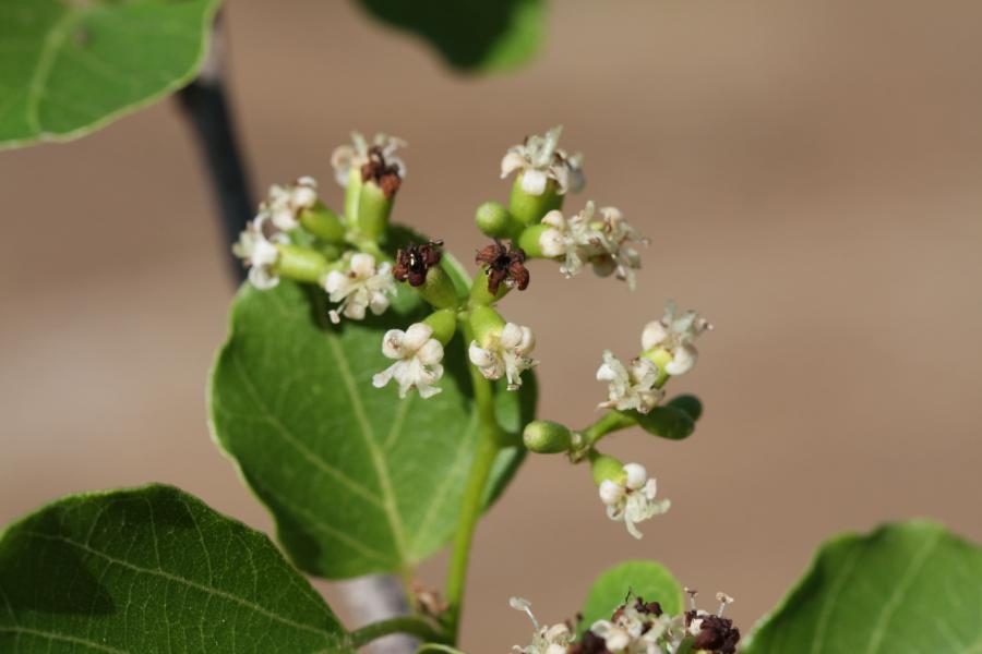 Détail de l'inflorescence de Cordia dichotoma ©IAC - G. Gâteblé