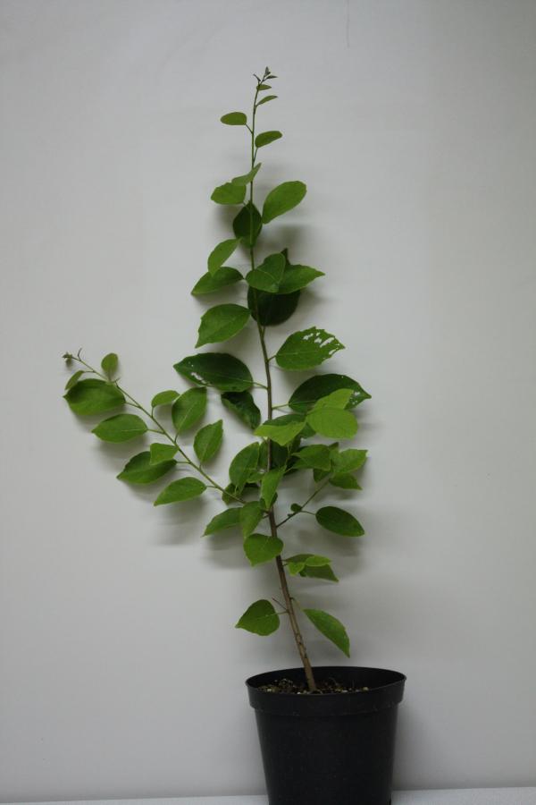 Plant de Cordia dichotoma ©IAC - G. Gâteblé