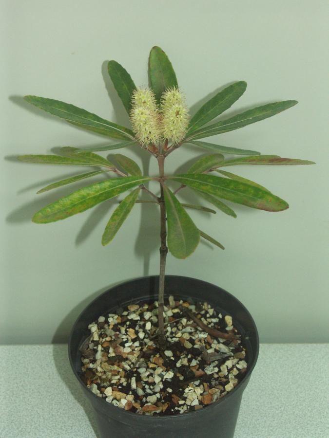 Jeune plant de Cunonia purpurea à floraison blanche issu de bouture et âgé d'un an ©IAC - G. Gâteblé