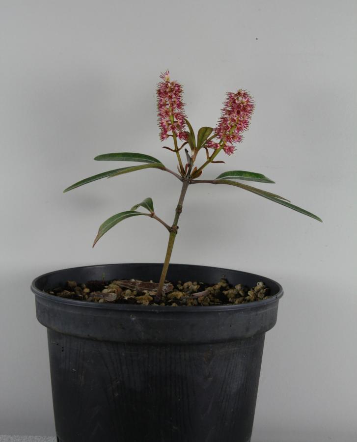 Jeune plant de Cunonia purpurea à floraison pourpre issu de bouture et âgé d'un an ©IAC - G. Gâteblé