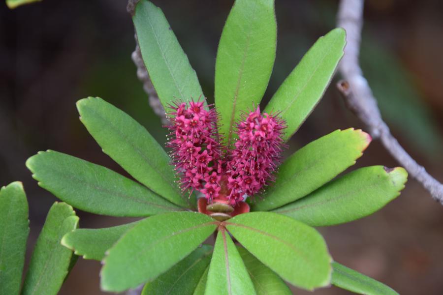 Détail de l'inflorescence et le feuillage de Cunonia purpurea ©IAC - G. Gâteblé