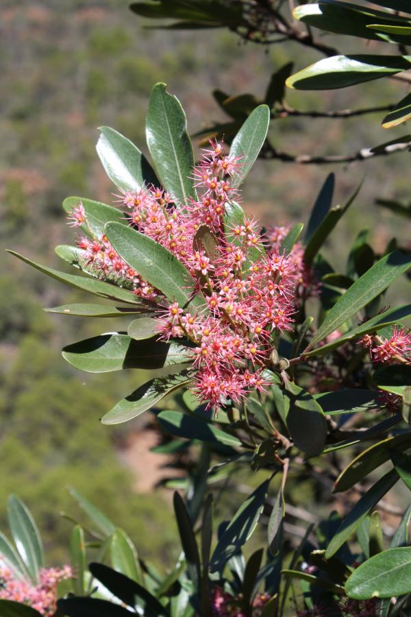 Détail de l'inflorescence et le feuillage de Cunonia purpurea ©IAC - G. Gâteblé