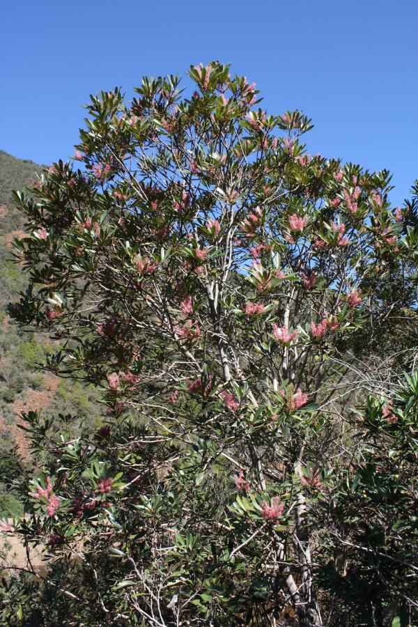 Vue d'ensemble de Cunonia purpurea in situ ©IAC - G. Gâteblé