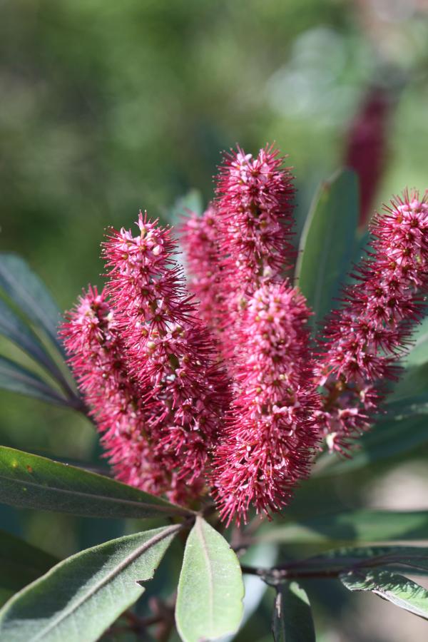 Détail de l'inflorescence de Cunonia purpurea ©IAC - G. Gâteblé