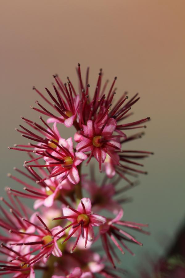 Détail des fleurs de Cunonia purpurea ©IAC - G. Gâteblé