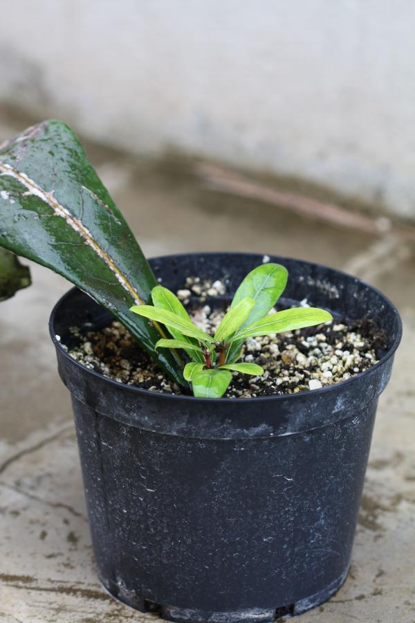 Jeune plant d'Ixora margaretae ©IAC - G. Gâteblé