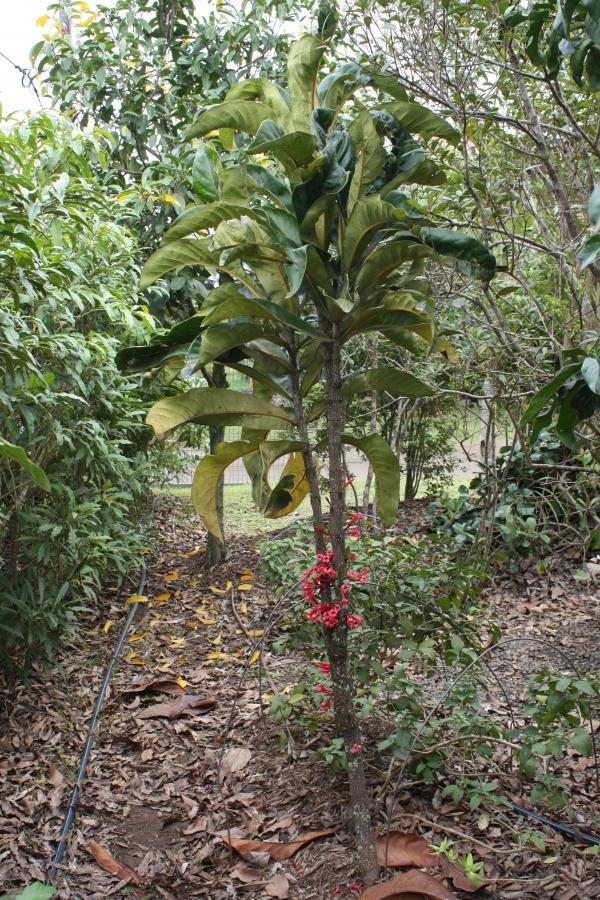 Vue d'ensemble d'Ixora margaretae ©IAC - G. Gâteblé