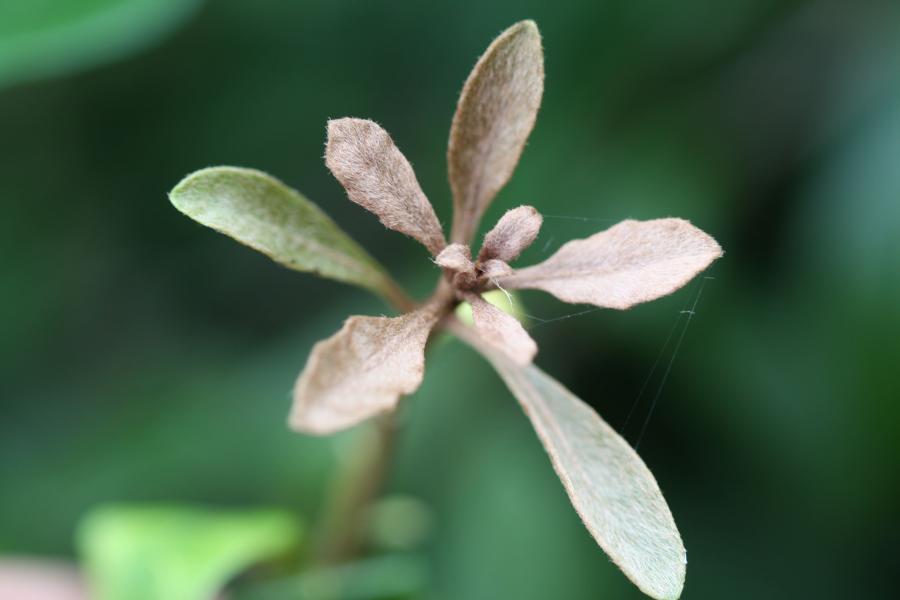 Détail des feuilles de Pittosporum cherrieri ©IAC - G. Gâteblé