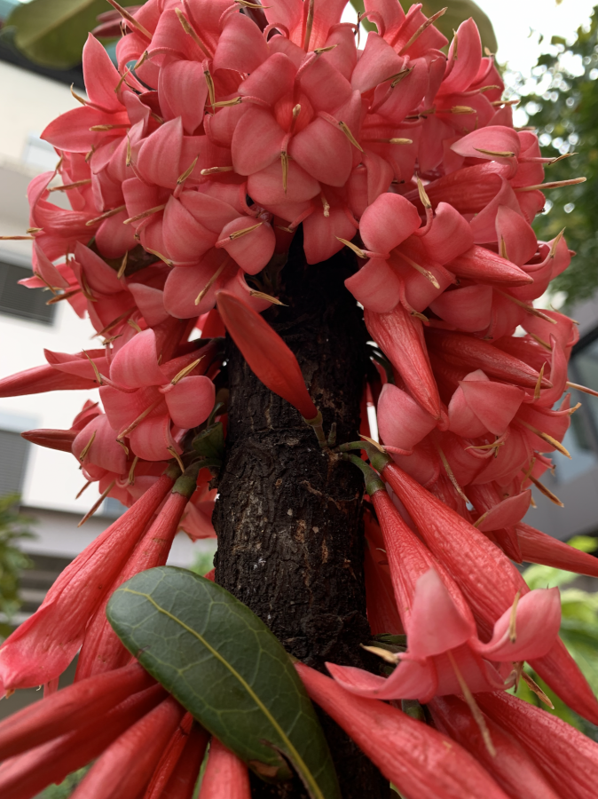 Floraison abondante de Ixora margaretiae ©E. Bonnet-Vidal (Lincks)