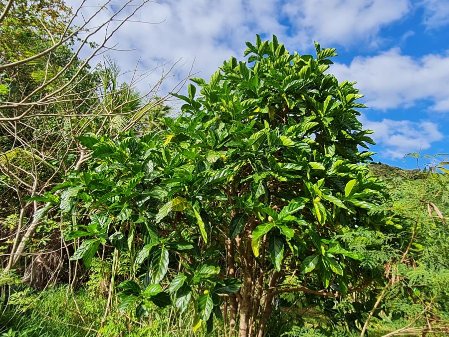Arbuste Morinda citrifolia à Lifou ©IRD - E.Hnawia