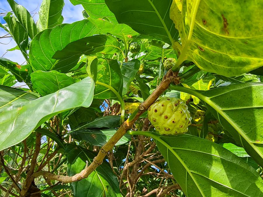 Morinda citrifolia, fruits sur arbre à Lifou ©IRD - E. Hnawia