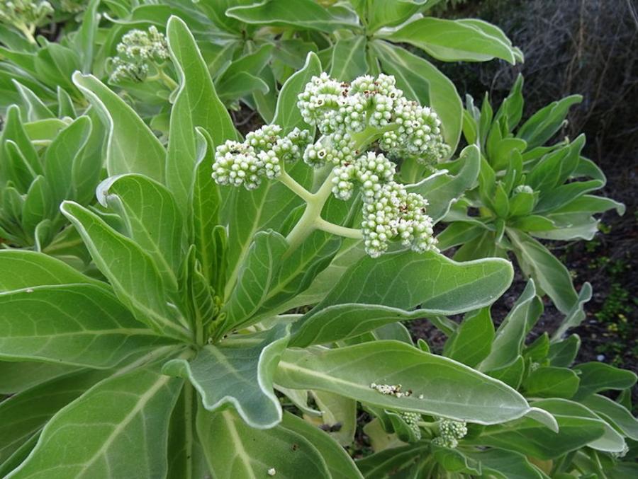 Le faux tabac Heliotropium arboreum ©T. Rulkens