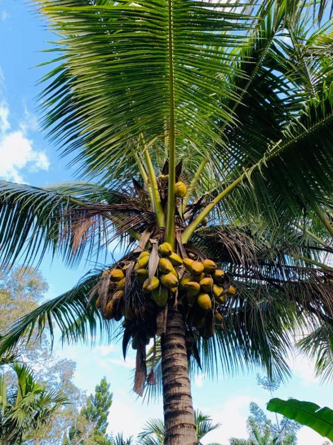 Partie sommitale du cocotier avec ses palmes et ses fruits ©Lincks