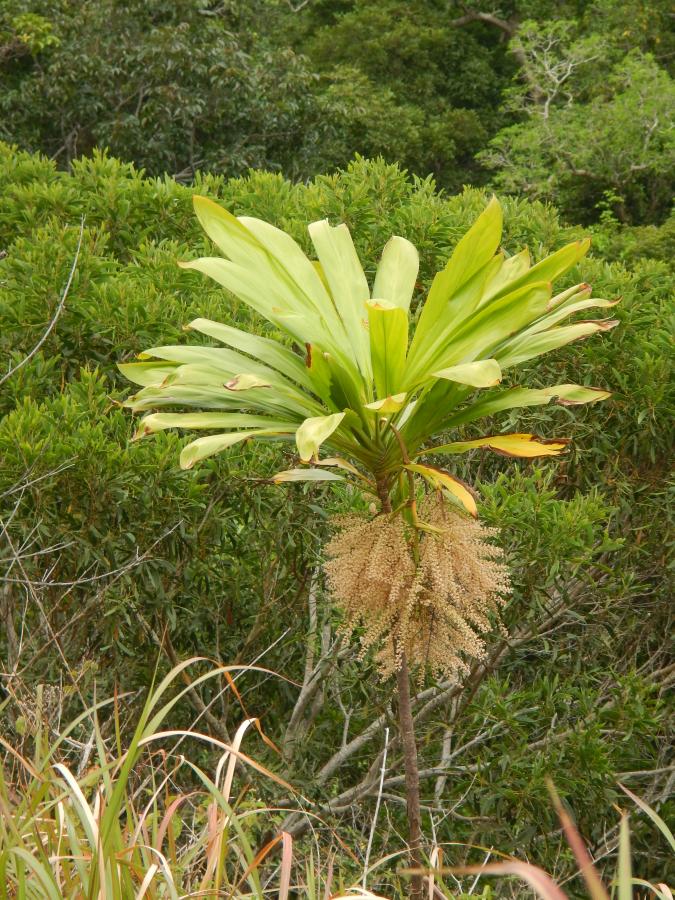 Allure générale de Cordyline fruticosa ©IAC - G. Gâteblé