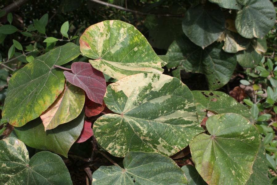 Feuilles de Hibiscus tiliaceus ©IAC - G. Gâteblé