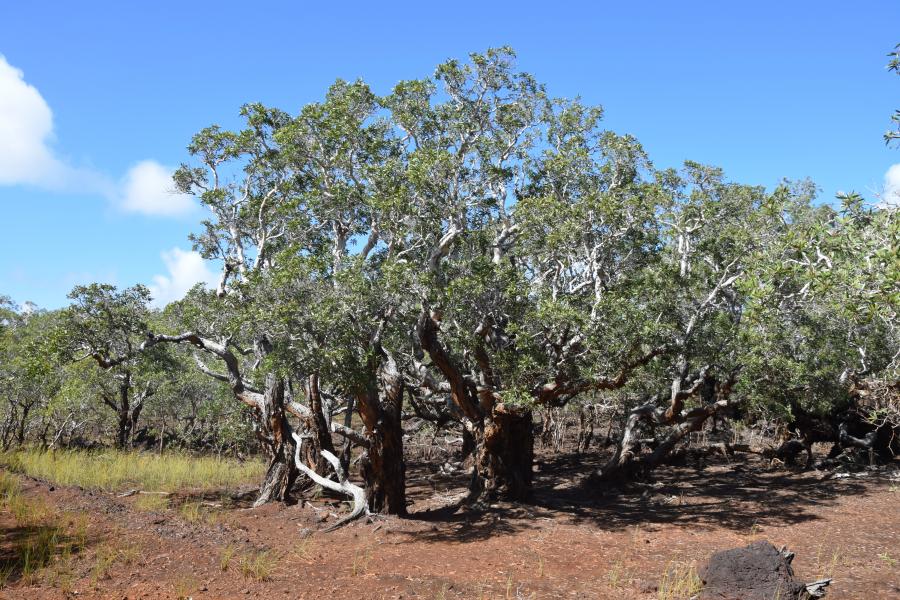 Allure générale de Melaleuca quinquenervia ©IAC - G. Gâteblé