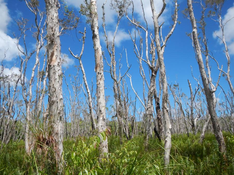 Écorce de Melaleuca quinquenervia ©IAC - G. Gâteblé